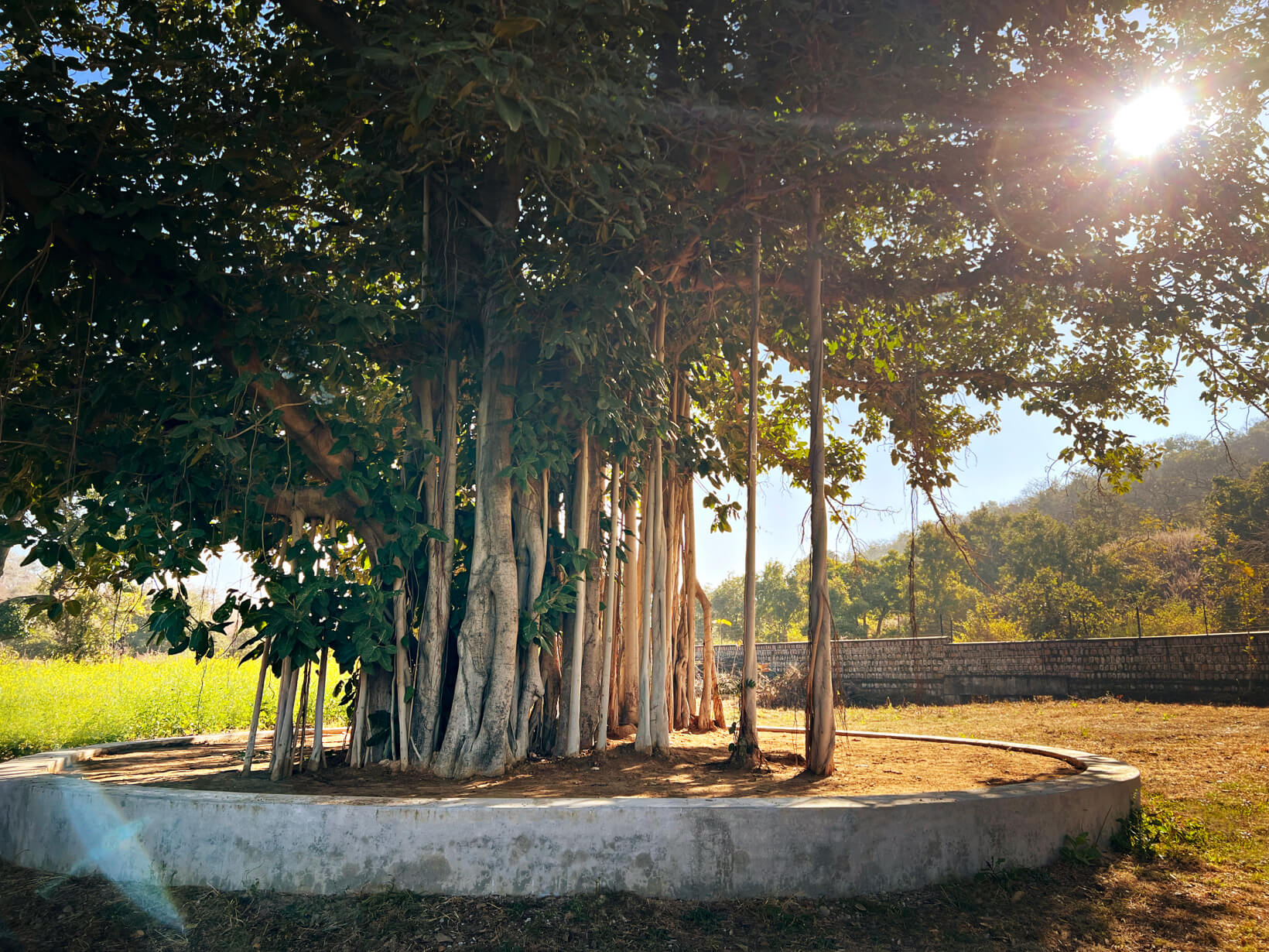 Khajuraho Campus Banyan Tree Practice Space khajuraho banyan tree full - Himalayan Institute
